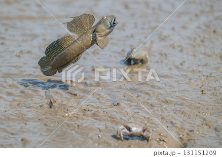 有明海　干潟の風景 131151209