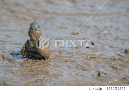 有明海　干潟の風景 131151221
