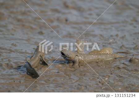 有明海　干潟の風景 131151234