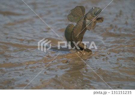 有明海　干潟の風景 131151235