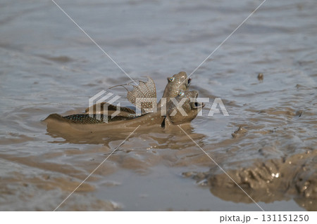 有明海　干潟の風景 131151250
