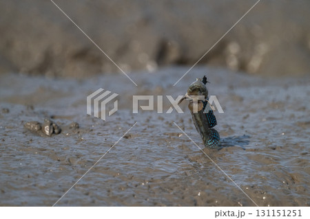 有明海　干潟の風景 131151251