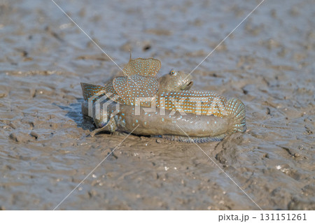 有明海 干潟の風景 有明海 干潟の風景 131151261