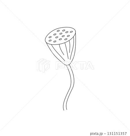 Illustration of Hand Drawn Sketch Fresh Pod with Seeds of Sacred Lotus or Water Lily Isolated on White Background. Illustration of Hand Drawn Sketch Fresh Pod with Seeds of Sacred Lotus or Water Lily Isolated on White Background. 131151357