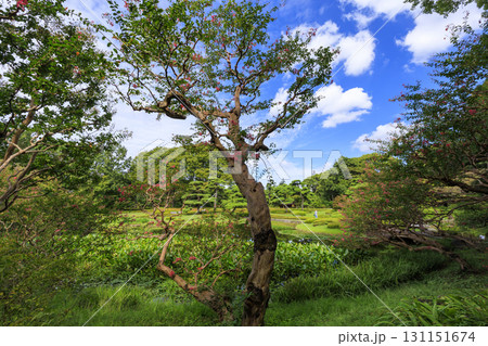 皇居東御苑から見た大手町のビル群 131151674