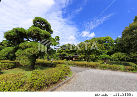 皇居東御苑から見た大手町のビル群 131151685