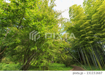 皇居東御苑から見た大手町のビル群 131151687