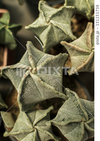 Astrophytum myriostigma - rare species of thornless cactus in a botanical collection 131151738