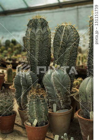 Cacti in pots stand in a group in a greenhouse. A cactus in a room Cacti in pots stand in a group in a greenhouse. A cactus in a room 131151739