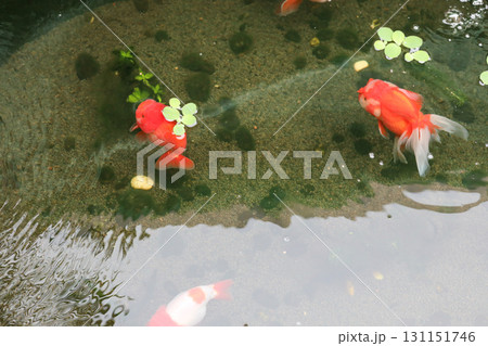 Goldfish swimming in aquarium fish pond close up 131151746