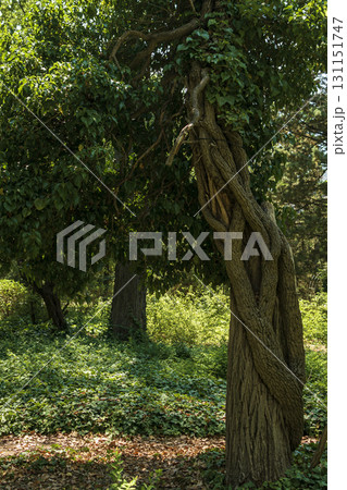 a huge tree trunk in a green park or forest. 131151747