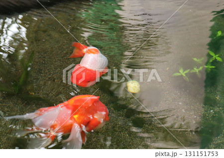 Goldfish swimming in aquarium fish pond close up 131151753