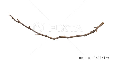 Dry tree branches isolated on white background 131151761