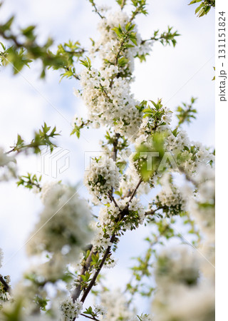 A close up of a tree branch 131151824