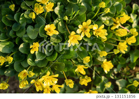yellow flowers with green leaves of the Kalta variety yellow flowers with green leaves of the Kalta variety 131151856