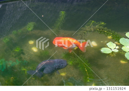 Goldfish in aquarium fish pond close up 131151924