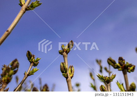 lilac branches in early spring  131151943
