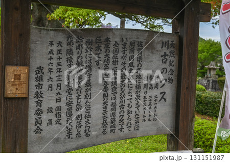 川古の楠 ― 長寿の神木と自然の美 131151987