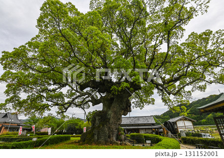 川古の楠 ― 長寿の神木と自然の美 川古の楠 ― 長寿の神木と自然の美 131152001
