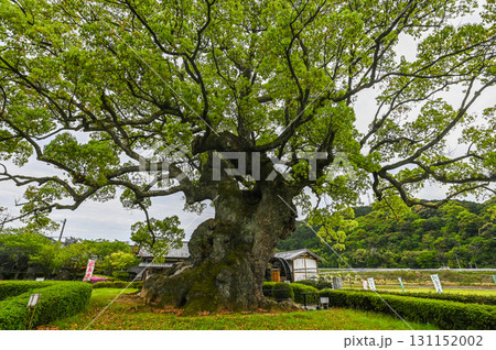 川古の楠 ― 長寿の神木と自然の美 川古の楠 ― 長寿の神木と自然の美 131152002