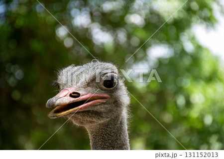 ostrich head close-up against green background ostrich head close-up against green background 131152013