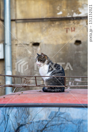 A cat sitting on top of a metal rail A cat sitting on top of a metal rail 131152021