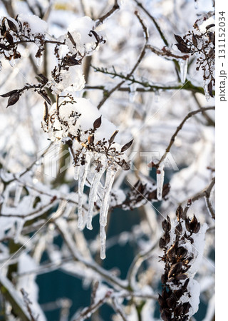 tree branches covered with snow in winter tree branches covered with snow in winter 131152034