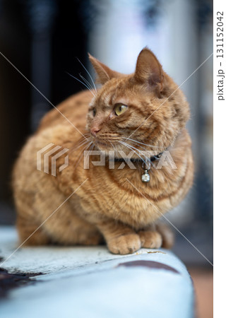 red strred tabby cat with ribbon and decoration on neck. red strred tabby cat with ribbon and decoration on neck. 131152042