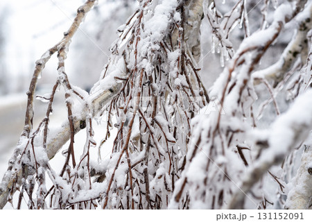 A tree covered in snow A tree covered in snow 131152091