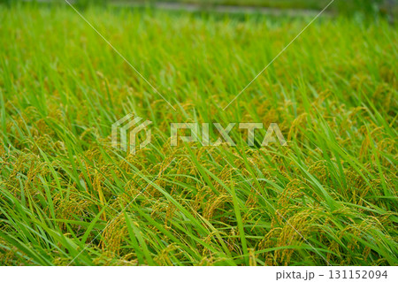 Rice. A large area of rice seedlings growing in the fields of Korea. Rice. A large area of rice seedlings growing in the fields of Korea. 131152094