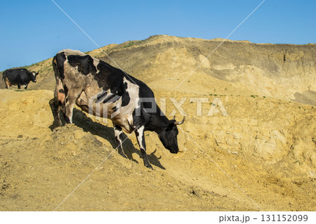 black and white cow walking down a sandy hill black and white cow walking down a sandy hill 131152099