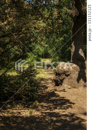 forest path in the park and a bench near the path forest path in the park and a bench near the path 131152125