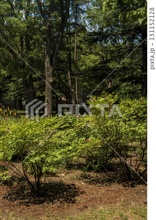 Deciduous bushes against the background of a pine forest Deciduous bushes against the background of a pine forest 131152128