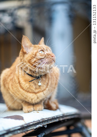 red stripered tabby cat with ribbon and decoration on neck. 131152133