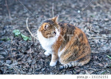 A tricolor cat is sitting on the ground. A tricolor cat is sitting on the ground. 131152151