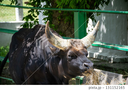a huge black buffalo with big horns eats grass 131152165