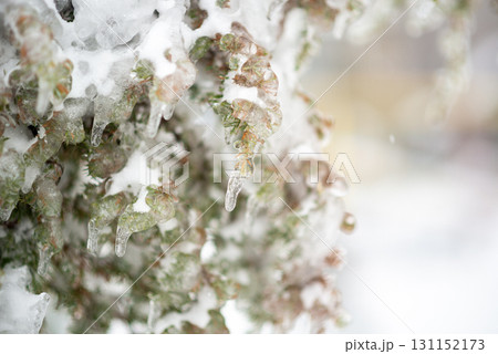 A group of white seagulls on a sandy beach 131152173