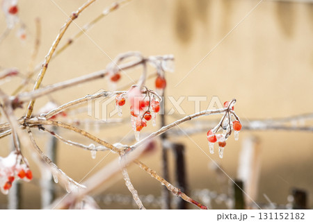 Red rowan berries covered with snow and frost in winter. 131152182