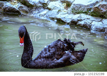 close-up of a black swan swimming in the water close-up of a black swan swimming in the water 131152199