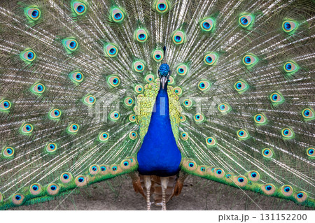 A bright male peacock spreads his beautiful tail like a fan. 131152200