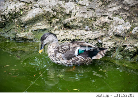 dark grey duck swims in the lake. one duck close-up 131152203