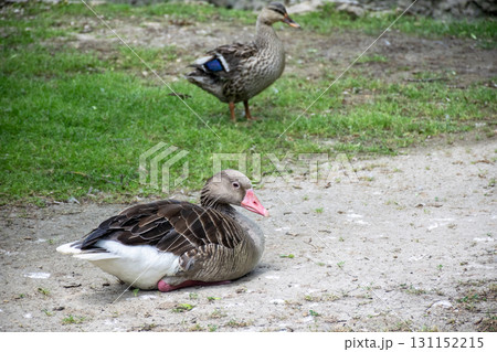 two dark gray ducks are walking along the road among the grass. two dark gray ducks are walking along the road among the grass. 131152215