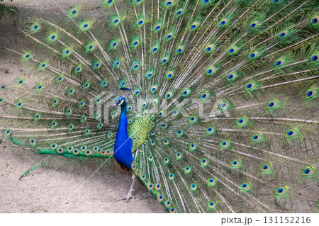 bright male peacock spreads his beautiful tail like a fan 131152216