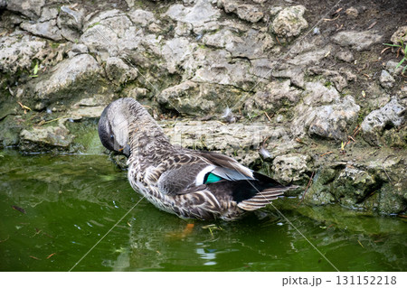 dark gray duck swims in the lake. 131152218