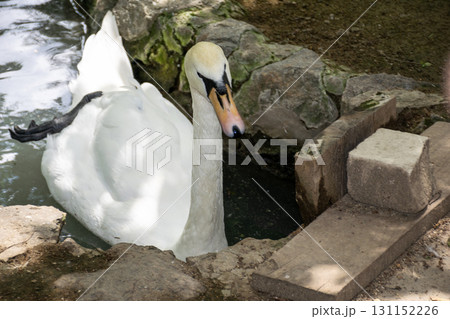 A swan sitting on a rock A swan sitting on a rock 131152226