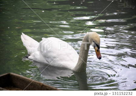 A swan swimming in a body of water 131152232