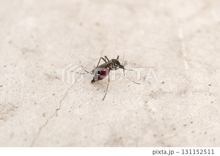 Aedes aegypti mosquitoes on concrete floor Aedes aegypti mosquitoes on concrete floor 131152511