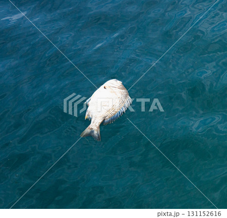 プカプカと漁港に浮かぶ死んだクロダイ 131152616