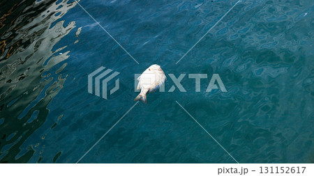 プカプカと漁港に浮かぶ死んだクロダイ プカプカと漁港に浮かぶ死んだクロダイ 131152617