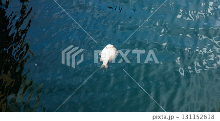 プカプカと漁港に浮かぶ死んだクロダイ プカプカと漁港に浮かぶ死んだクロダイ 131152618